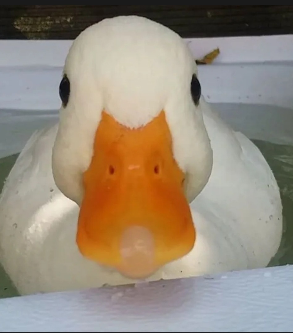 Profilo di Ange-pierre